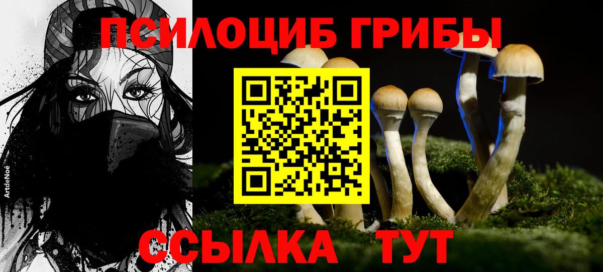 Псилоцибиновые грибы Psilocybine cubensis Великий Новгород